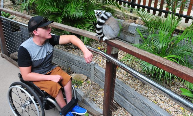 Young man in a wheelchair looking at a Lemur
